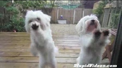 кучета танцуват