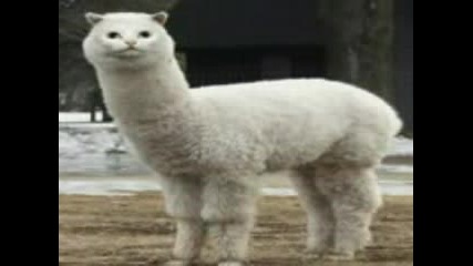 Very Funny Cats Part 6