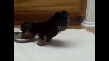 Куче,правещо полза докато яде