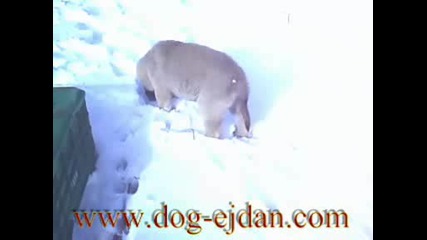 Kangal, Кангал Www.dog - Ejdan.com