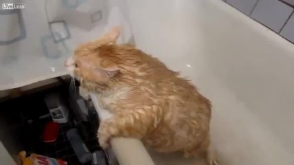 Дебела котка се опитва да избяга от банята
