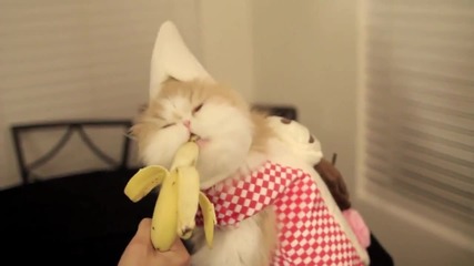 Коте яде Банан
