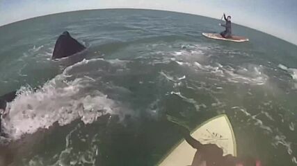 Дружелюбни китове изненадаха падълбордисти (ВИДЕО)