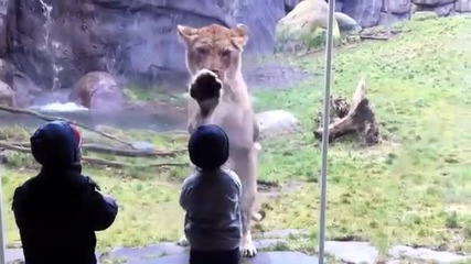 Лъвица Иска Да Изяде Дете