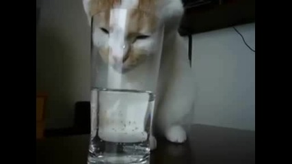 Котка се мъчи да пие вода