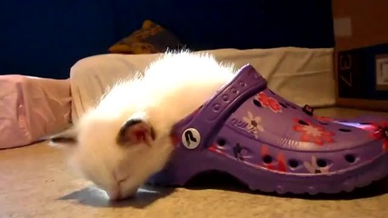 Спящо котенце в чехла