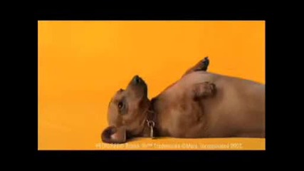 Pedigree Commercial - Rub my belly