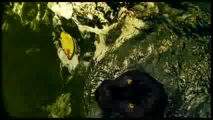 Edward Maya presents Violet Light - Love Story (tribute to Mexico)