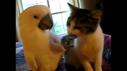 Папагал ухажва котка 