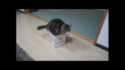 Котка се опитва да влезе в малка кутия