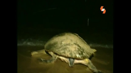 Морска костенурка