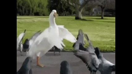Добре играят ! - Смях