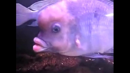 Риба със силиконови устни
