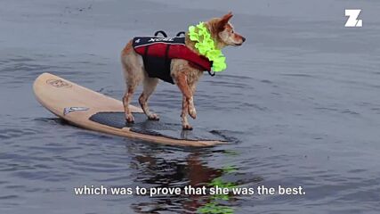 I'm a Celebrity Pet! Skyler is a surf champ, therapy dog and best bud