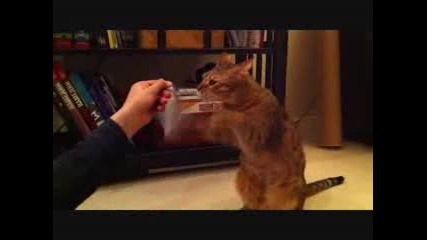 Котка боксьор