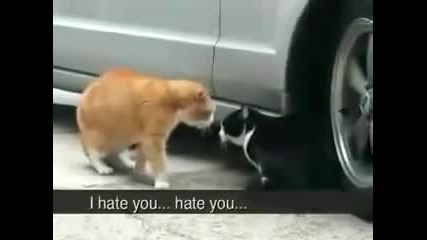 Cat fight - Subtitled 
