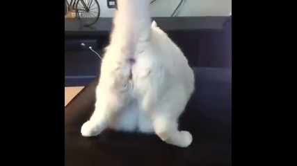 Twerking cat - Много смях ;xd