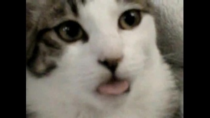 Това коте е голямо перверзниче