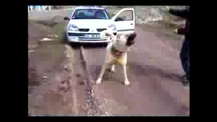 Kangal tegli kola