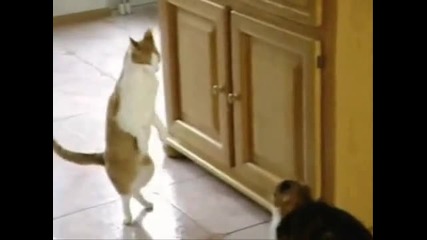 Смешни котки