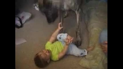 (смях) Голямо куче си играе с бебе. 