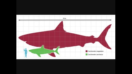 Мегалодон ( Megalodon ) 