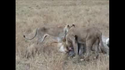 Beackfast - Masai Mara Lion Kill