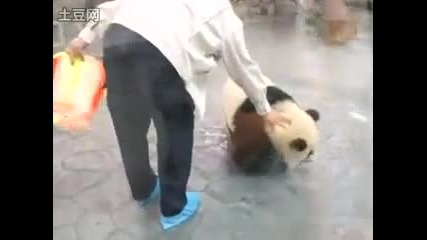 Panda Escape 