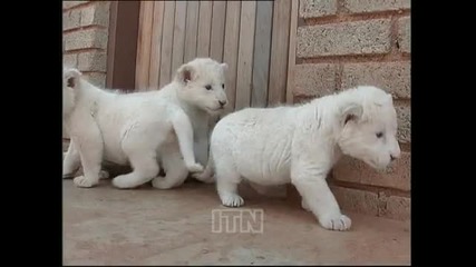 Cute white lion cubs form part of breeding programme 