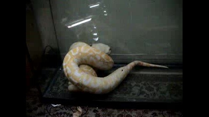 Змия Хапва Хамстер