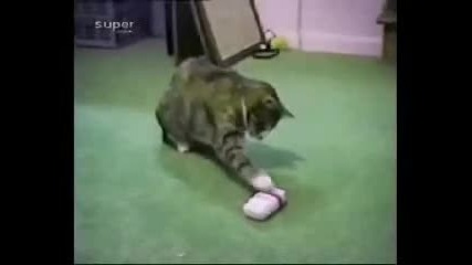 Смешни животни