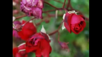 Ansoara Puica - Toate Florile Din Lume
