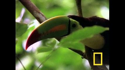 Райски птици - Toucan 