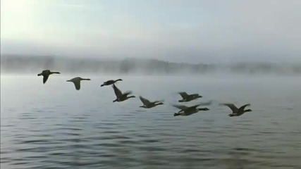 Релакс музика със кадри от Миграция на Птиците
