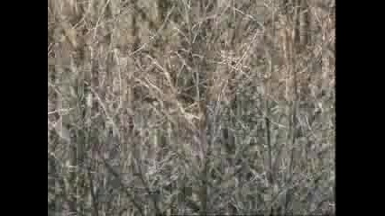 Древните бойци - Шотландски Бойци част 3 от 3 