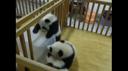 Бягството на бебе панда
