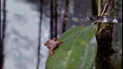 Рораймската крастава жаба - Техника за оцеляване..