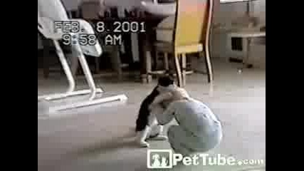 Бебе Срещу Котка