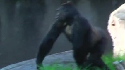 Конфликт в семейство горили 