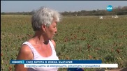 Буря остави без поминък земеделци в Южна България