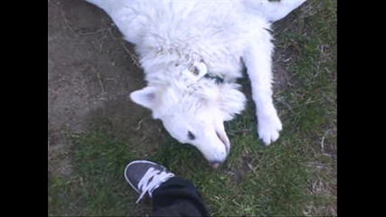Maks the white dog 