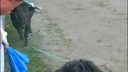 Bull throws guy to the sky