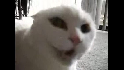 Dont Pet this Kitty Final Cut