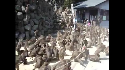 Хиляди луди маймуни .идиоти :)