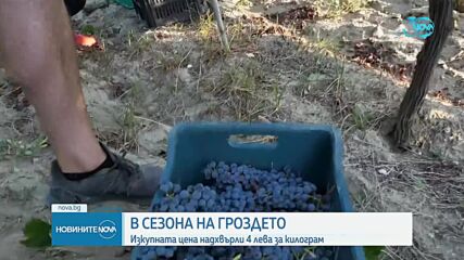 В сезона на гроздето: Защо изкупната цена стигна 4 лв. за килограм