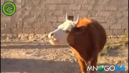 Крава говори на арабски