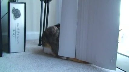 Коте бие юмруци на куче