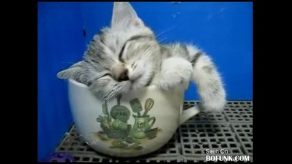 Сладко коте спи в чаша ! 