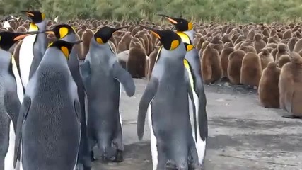 Кавга между пингвини - смяхххх!