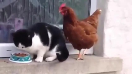 Кокошка се опитва да изяде храната на котка